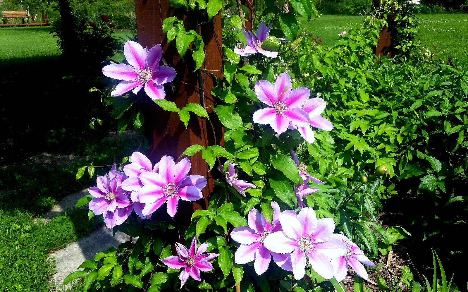 CLEMATIS CLIMBS POST